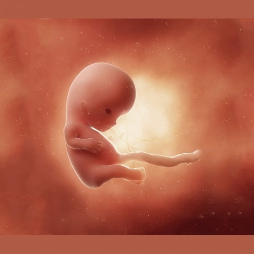 صدک رشد جنین چقدر باید باشد؟