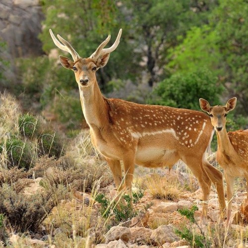 Semeskandeh Wildlife Sanctuary in Mazandaran