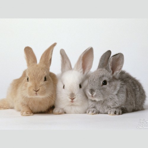 شرایط نگهداری و مراقبت از خرگوش در خانه