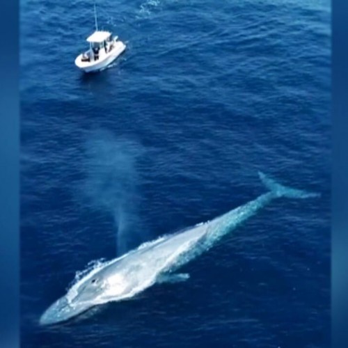 (فیلم) شنای نهنگ آبی در کنار یک قایق