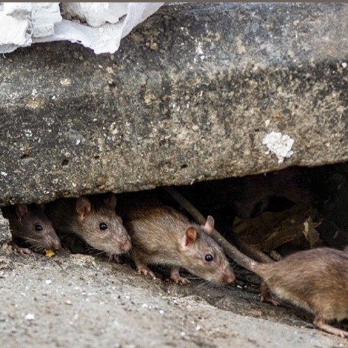 شناسایی ۵۰ هزار کلونی موش در شهر تهران! +فیلم