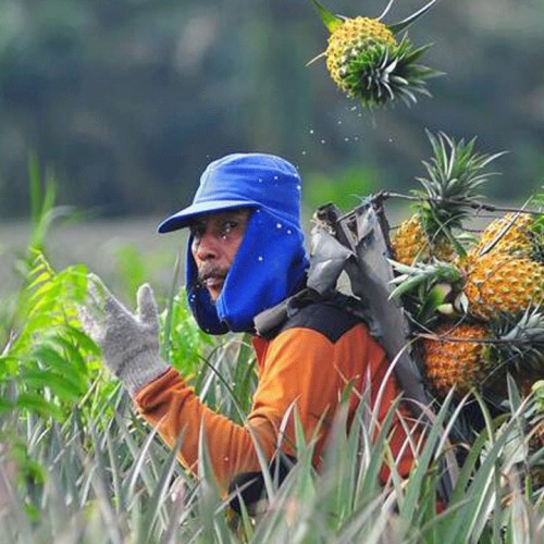 (فیلم) صحنه ای جالب از جمع آوری آناناس در مزرعه