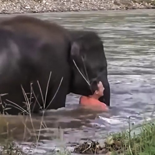 (فیلم) صحنه‌های دیدنی از نجات جان انسان توسط حیوانات