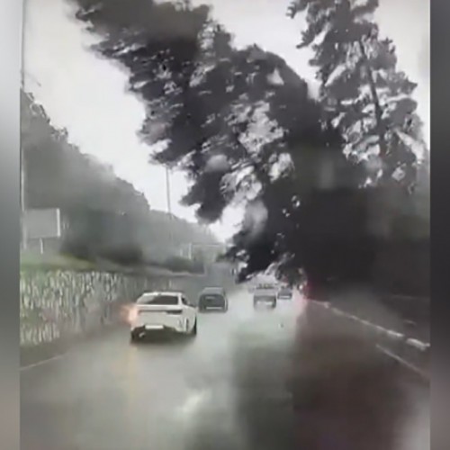 (فیلم) سقوط درخت روی اتومبیل در شهر سوچی روسیه