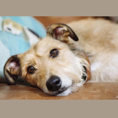 تشخیص و درمان بیماری توکسوپلاسموز در سگ