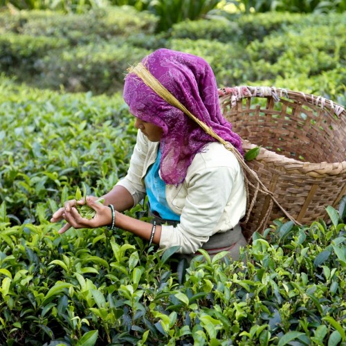 Tea, Travel and Trade: Market Sense of the Black Magic