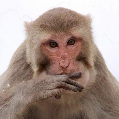 (فیلم) تلاش عجیب یک میمون برای سرقت