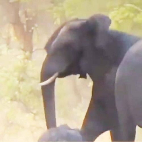 (فیلم) تلاش دسته جمعی یک گله فیل برای نجات بچه فیل نیمه جان