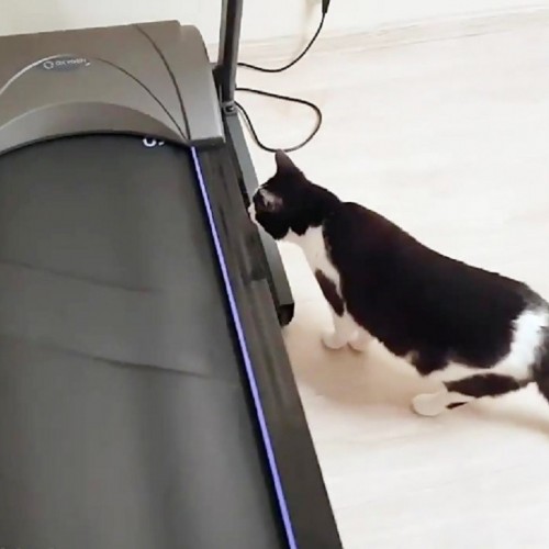 (فیلم) تلاش یک گربه برای استفاده از تردمیل 