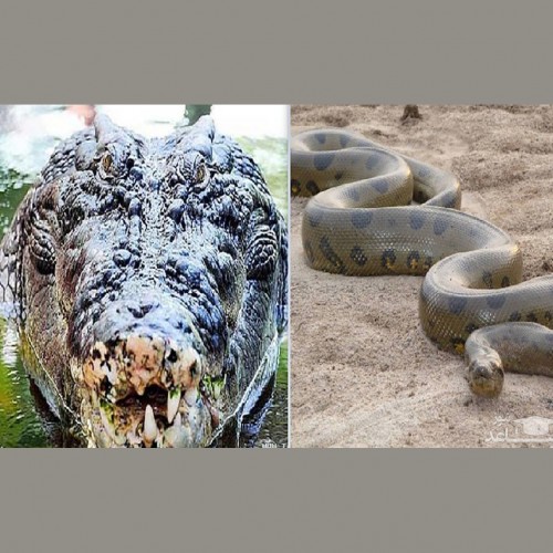 تمساح و مار پیتون همبازی دختر ۳ ساله+ تصاویر