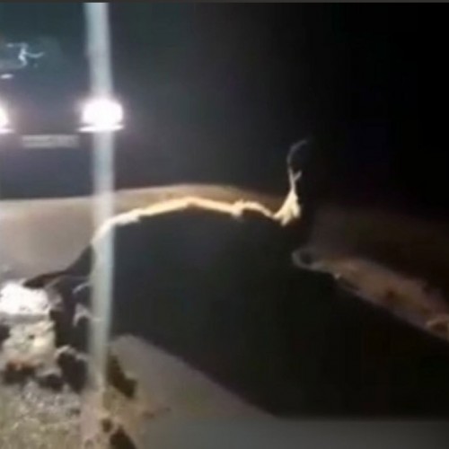 (فیلم) تصادف ترسناک کامیون با ۳ شتر در جاده 