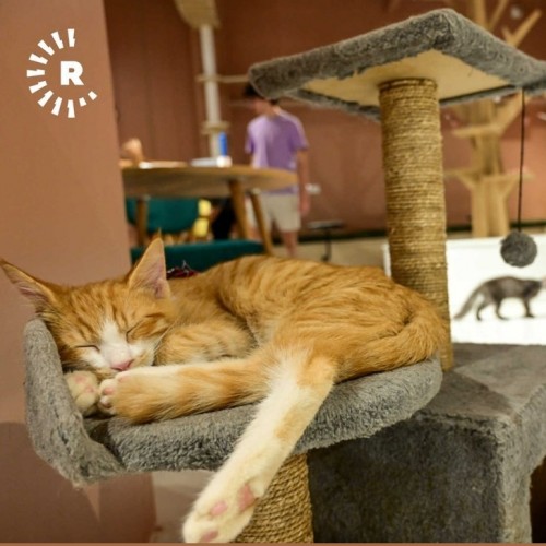(تصاویر) افتتاح اولین کافه برای دوستداران گربه‌ها در کردستان عراق