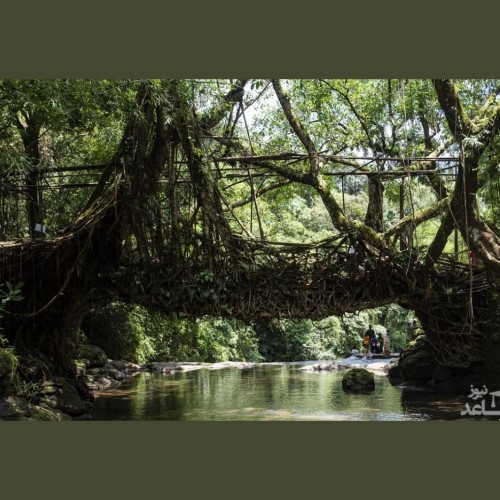 (تصاویر) پل معلق طبیعی از ریشه درختان