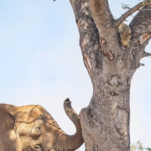 (تصاویر) ترس جالب و خنده دار پلنگ از فیل عصبانی