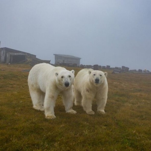 (تصاویر) زندگی جالب خرس‌های قطبی در یک ایستگاه هواشناسی متروکه