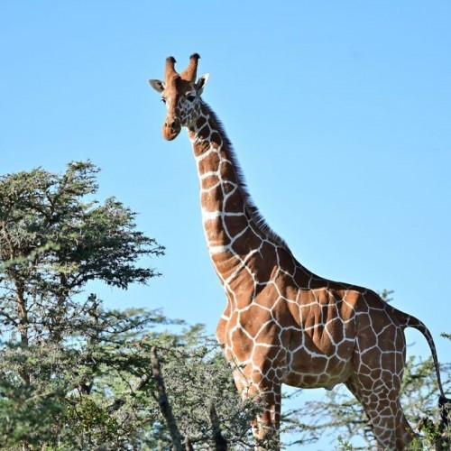 United States and Giraffe Luxury Products