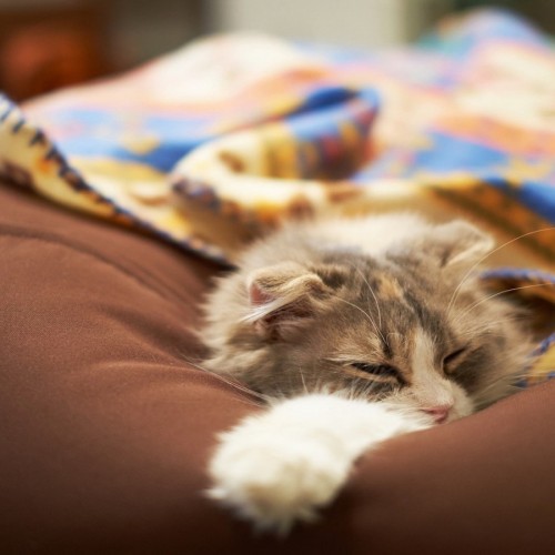 (فیلم) وحشت یک گربه در خواب از دیدن کابوس و سقوط از محل خواب