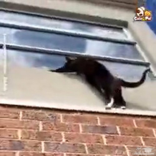 ویدئو جالب از گربه‌های کماندو