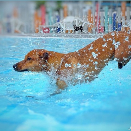 ویدیویی باورنکردنی از دویدن یک سگ روی آب استخر