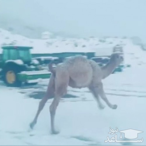 (فیلم) وقتی یک شتر برای نخستین بار برف دید!