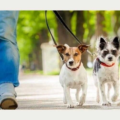 ذوالنور: متقاضیان نگهداری سگ باید مجوز بگیرند