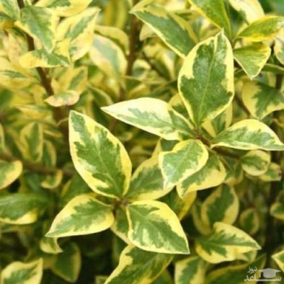 نحوه پرورش و نگهداری لگستروم طلایی