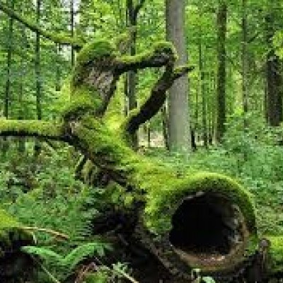 معرفی جنگل آمازون یکی از شگفتی های جهان