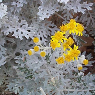 نحوه پرورش و نگهداری گل ابری نقره ای