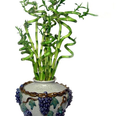 نحوه پرورش و نگهداری  گیاه بامبو