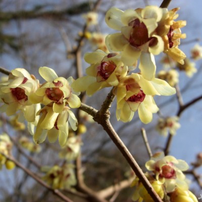 نحوه پرورش و نگهداری گل یخ