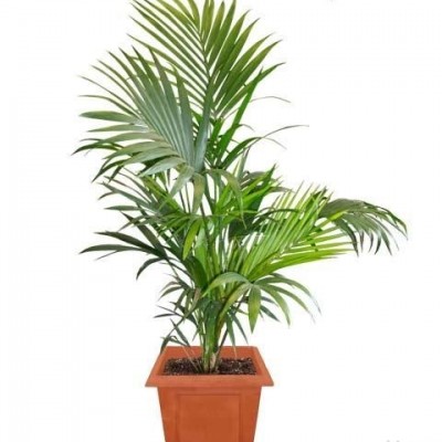 نحوه پرورش و نگهداری نخل کنتیا