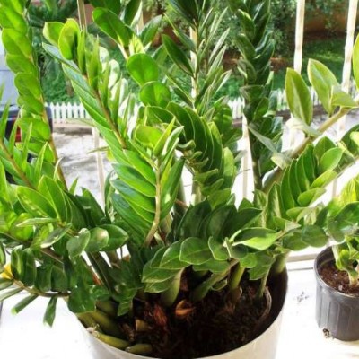 نحوه پرورش گل زاموفیلیا