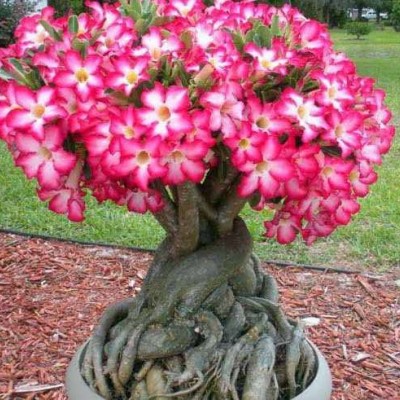 نحوه پرورش گل آدنیوم