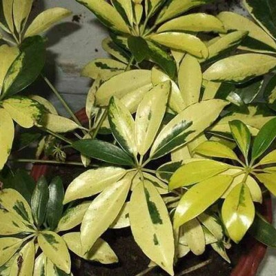 نحوه نگهداری و پرورش گل شفلرا