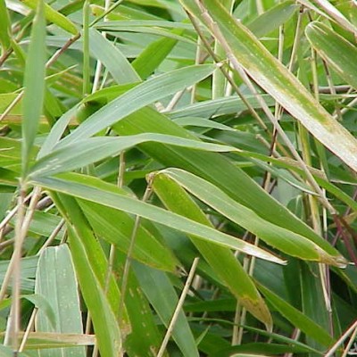 نحوه پرورش و نگهداری آروندیناریا