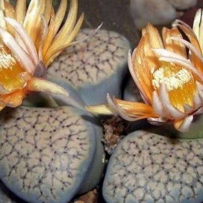 نحوه پرورش و نگهداری گل کاکتوس صخره ای