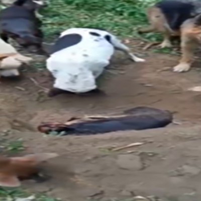 فیلمی جالب از برگزاری مراسم خاکسپاری یک سگ توسط اعضای گله‌اش