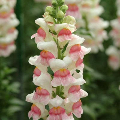 نحوه پرورش و نگهداری گل میمون