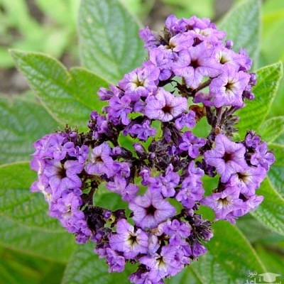 نحوه پرورش و نگهداری آفتاب پرست