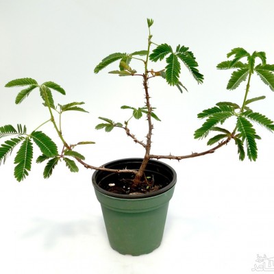 نحوه پرورش و نگهداری گل قهر