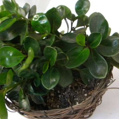 نحوه پرورش گل قاشقی