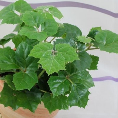 نحوه پرورش و نگهداری سیسوس