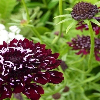 نحوه پرورش و نگهداری گل اسکابیوزا