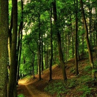 دانلود سوالات و کلید آزمون دکتری رشته علوم و مهندسی جنگل - مدیریت جنگل سال 98