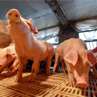 وحشت جدید در چین / شیوع تب خوکی !