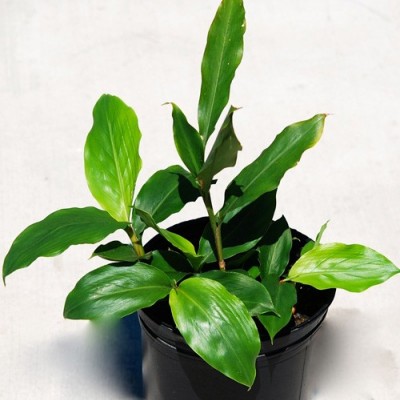 نحوه پرورش و نگهداری کارداموم(هل)