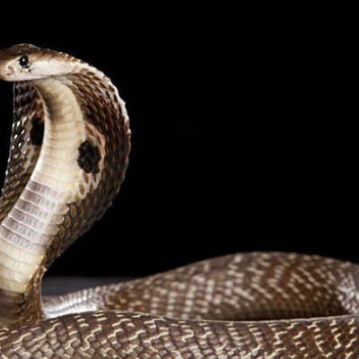 (فیلم) وقتی که مار پیتون خوراک مار کبری غول‌پیکر می‌شود!