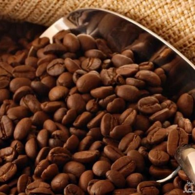 نحوه کاشت و پرورش قهوه