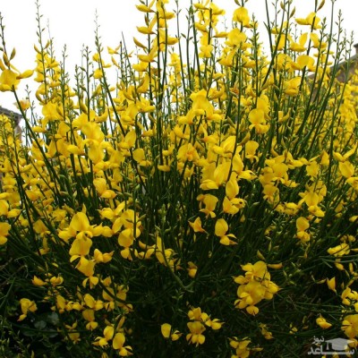 نحوه پرورش و نگهداری طاووسی