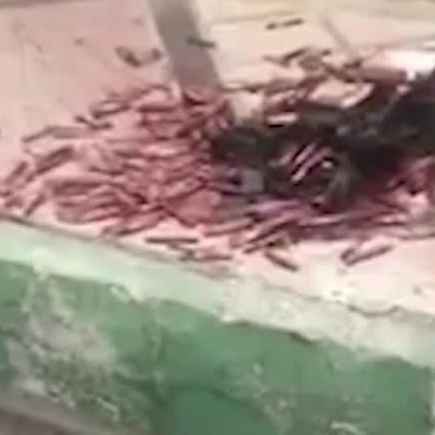 (فیلم) خون های رها شده در سطح شهر! / در شهریار فاش شد